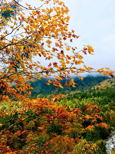 Renkli Sonbahar Erlangshan Orman Dağı Yana Sichuan Eyaleti Çin — Stok fotoğraf