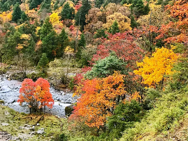 Colorido Bosque Otoño Montaña Erlangshan Yana Provincia Sichuan China — Foto de Stock