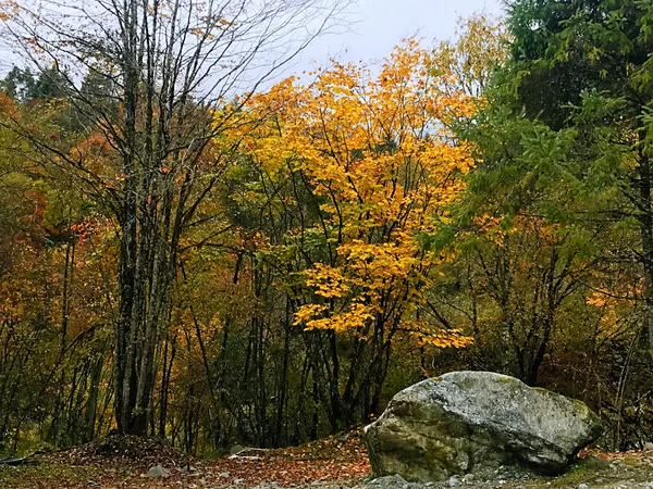 Farbenfroher Herbstwald Des Erlangshan Berges Yana Sichuan Provinz China — Stockfoto