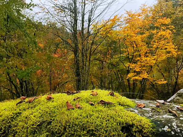 Kleurrijke Herfst Bos Van Erlangshan Berg Provincie Van Yana Sichuan — Stockfoto