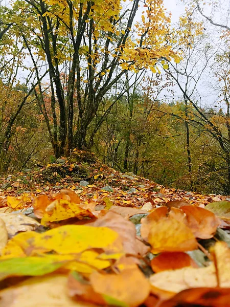 Kleurrijke Herfst Bos Van Erlangshan Berg Provincie Van Yana Sichuan — Stockfoto