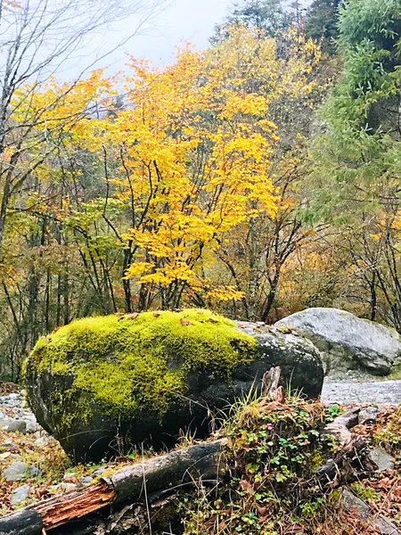 Floresta Outono Colorida Montanha Erlangshan Yana Província Sichuan China — Fotografia de Stock