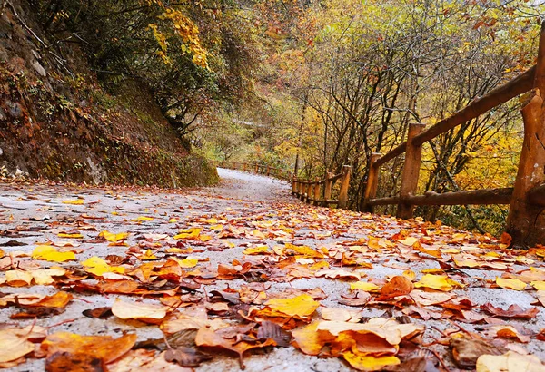 Kleurrijke Herfst Bos Van Erlangshan Berg Provincie Van Yana Sichuan — Stockfoto