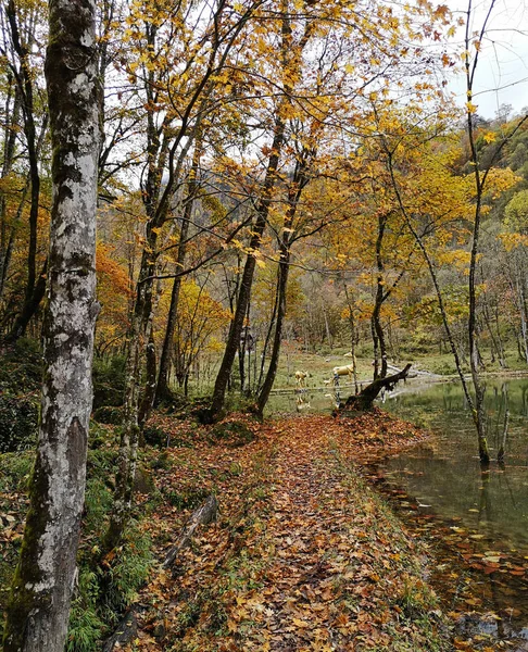 Farbenfroher Herbstwald Des Erlangshan Berges Yana Sichuan Provinz China — Stockfoto