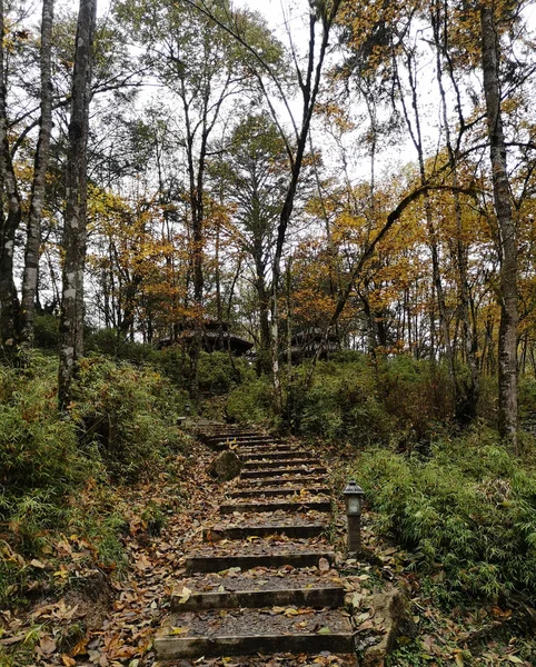 Colorful Autumn Forest Erlangshan Mountain Yana Sichuan Province China — Stock Photo, Image