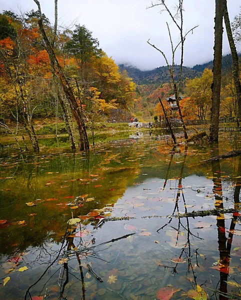 Colorata Foresta Autunnale Della Montagna Erlangshan Yana Provincia Del Sichuan — Foto Stock