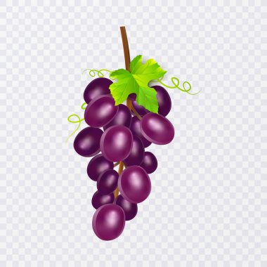 Kırmızı masa üzümleri, şaraplı üzümler. Taze meyve, 3d vektör simgesi seti. Üzüm demeti olgun, vektör eps 10