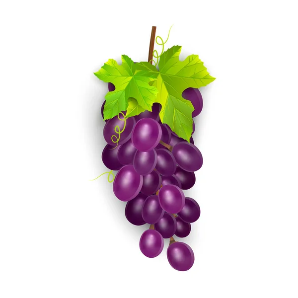 Красный столовый виноград, виноград. Свежие фрукты, 3d набор векторных значков. Спелые гроздья винограда, вектор EPS 10 — стоковый вектор
