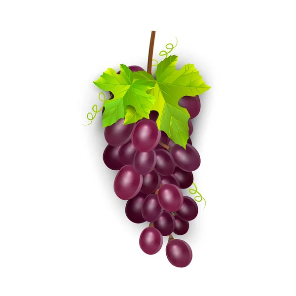 Uvas de mesa rojas, uvas de vino. Fruta fresca, conjunto de iconos de vector 3d. Ramo de uvas maduras, vector eps 10 — Archivo Imágenes Vectoriales