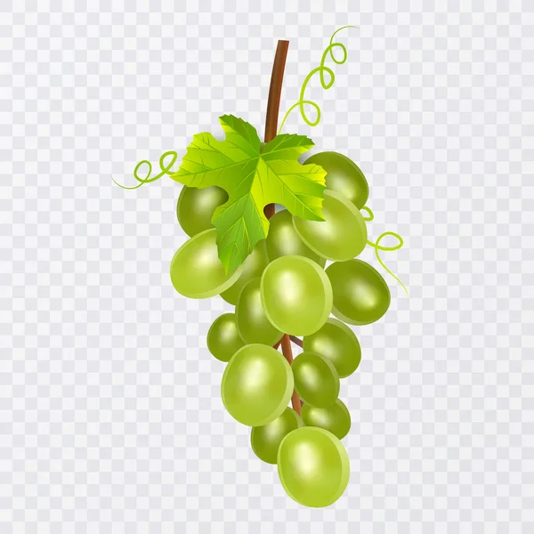 White table grapes, wine grapes. Fresh fruit, 3d vector icon set. Bunch of grapes ripe, vector eps 10 — Stock Vector
