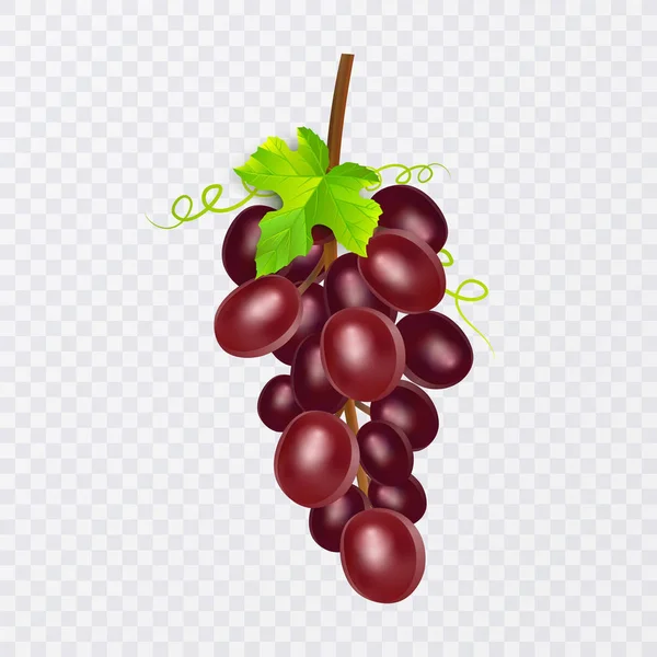 Red table grapes, wine grapes. Fresh fruit, 3d vector icon set. Bunch of grapes ripe, vector eps 10 — Stock Vector