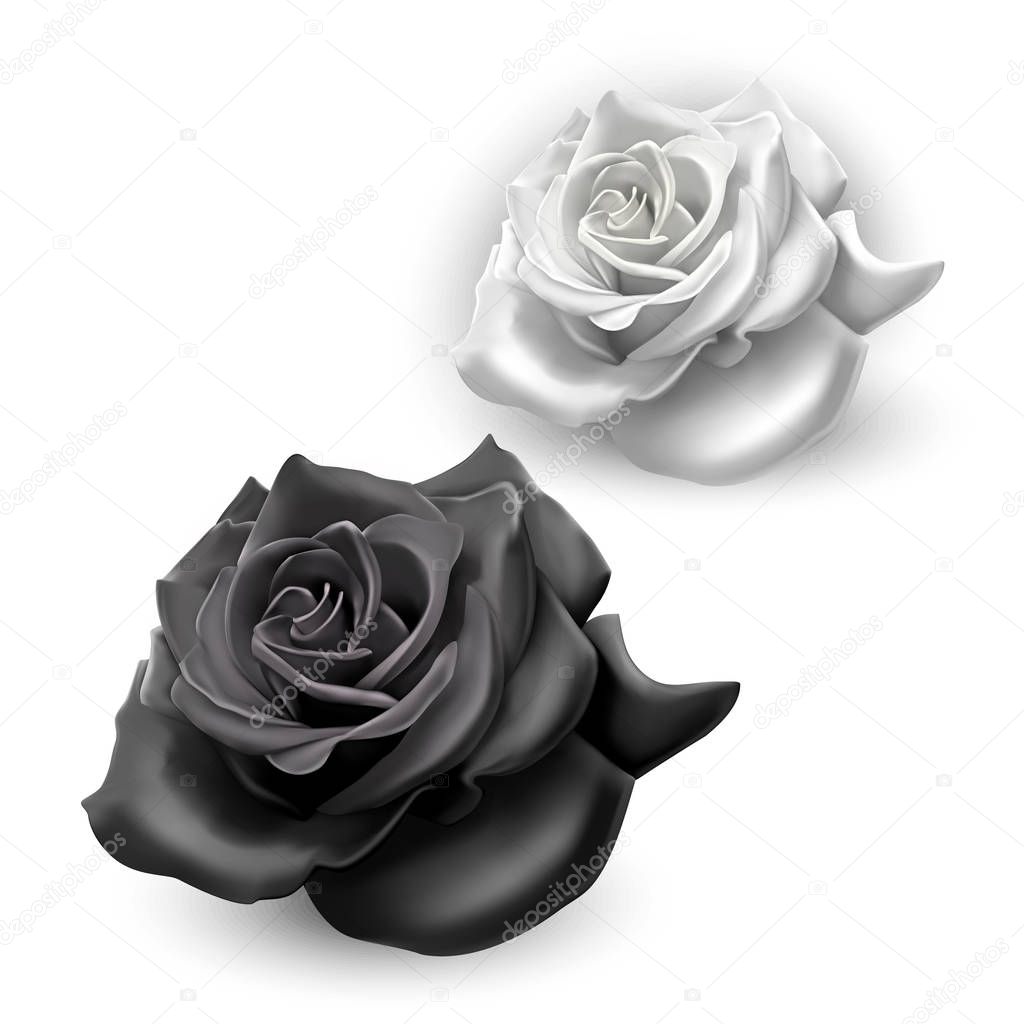 Set of black and white roses on white background, vector illustration