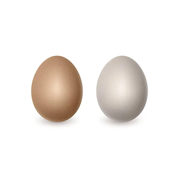 Due uova bianche e marroni realistiche vettoriali. Uova di pollo isolate su sfondo bianco — Vettoriale Stock