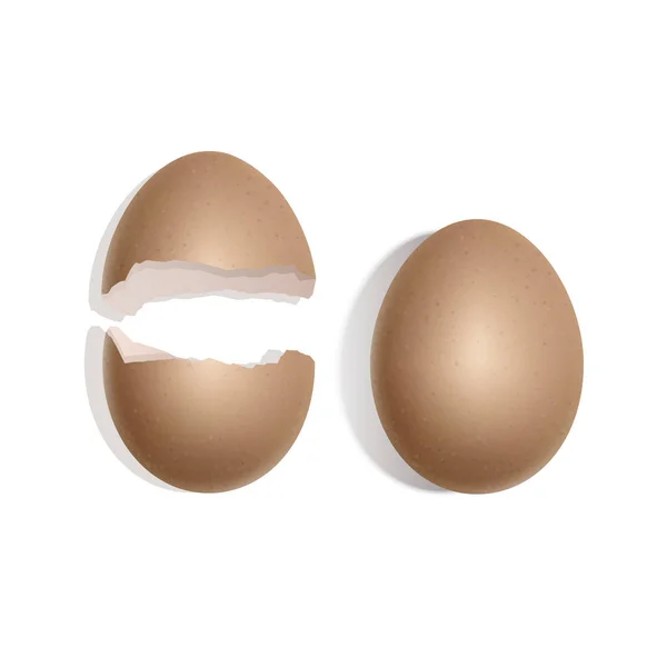Set di uovo intero e guscio d'uovo, realistico uovo di pollo marrone isolato su sfondo bianco — Vettoriale Stock
