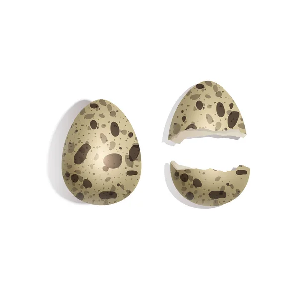 Conjunto de huevos de codorniz rotos y enteros sobre fondo blanco, huevos de codorniz realistas para su proyecto, ilustración vectorial — Vector de stock