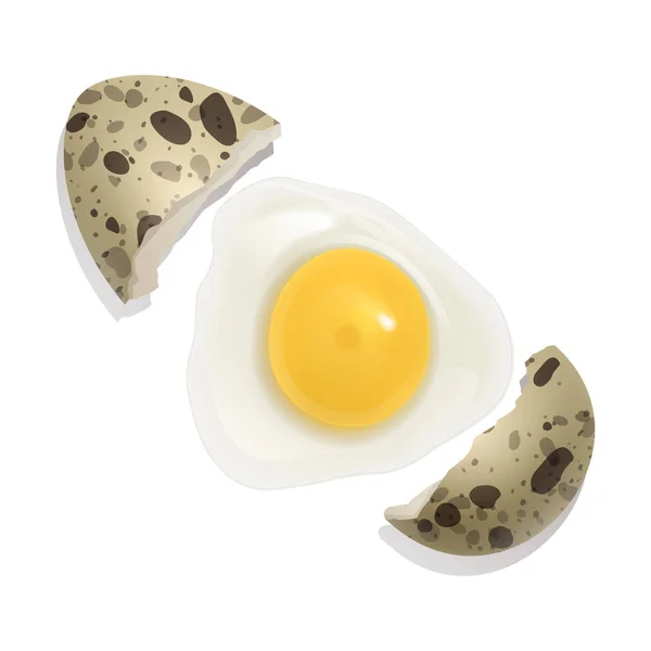 Het rauwe kwartelei, gebroken ei. Gezond eten als ontbijt. natuurlijk eiwit en eigeel. Illustratie in realistische stijl, geïsoleerd op witte achtergrond. Vector Eps 10 — Stockvector