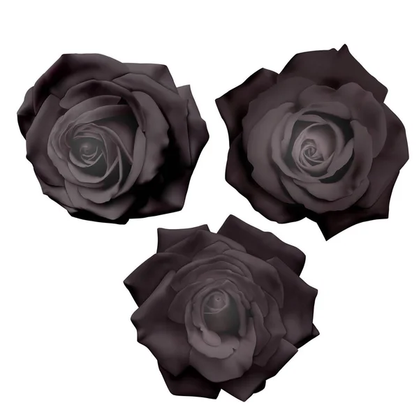 Conjunto de rosas pretas isoladas em fundo branco, pode ser usado como decoração para cartões de férias, rosas pretas realistas, ilustração vetorial — Vetor de Stock