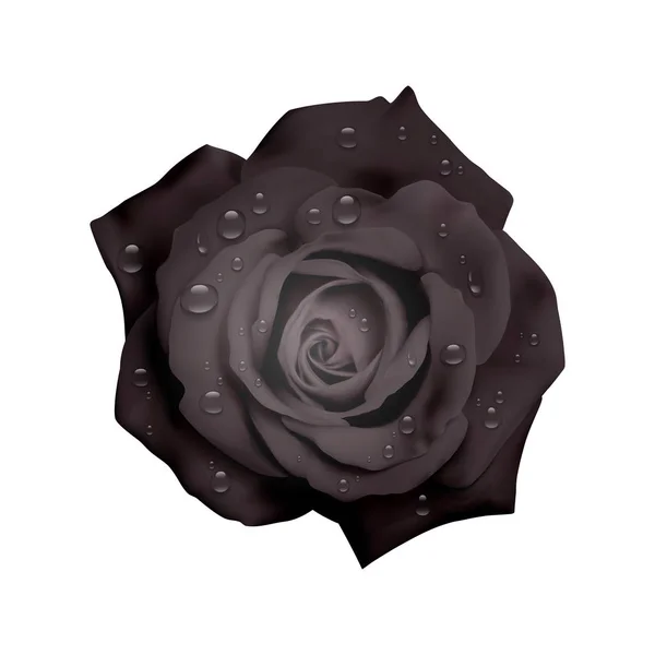 Rosa negra realista con gotas de agua aisladas sobre fondo blanco, se puede utilizar como decoración para tarjetas de vacaciones, rosa negra realista, ilustración vectorial 3D — Archivo Imágenes Vectoriales