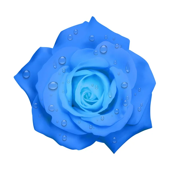 Rosa blu realistica con gocce d'acqua isolate su sfondo bianco, può essere utilizzata come decorazione per biglietti da visita, rosa nera realistica, illustrazione vettoriale 3D — Vettoriale Stock