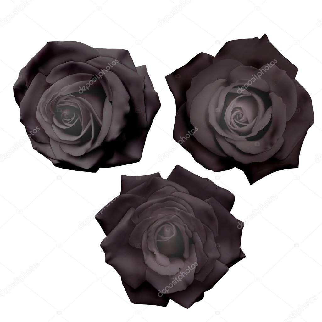 Set of black roses isolated on white background, can be used like decoration for holiday cards, realistic black roses, vector illustration