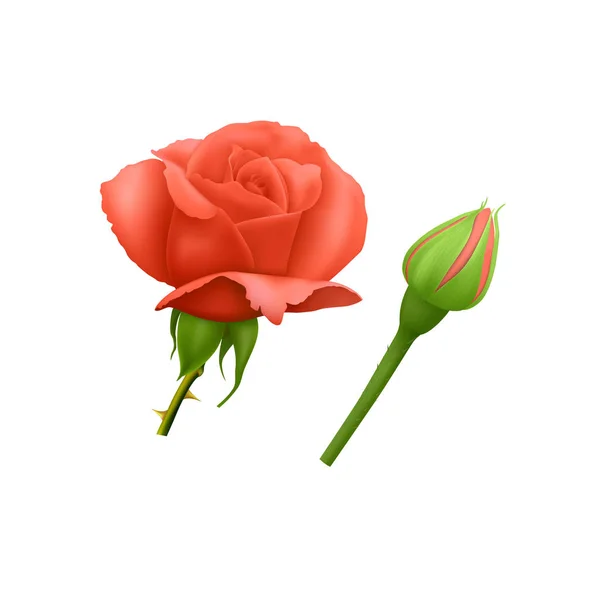 Conjunto de hermosas rosas rojas en el tallo corto y con espinas aisladas sobre fondo blanco, foto realista vector Eps 10 ilustración . — Archivo Imágenes Vectoriales
