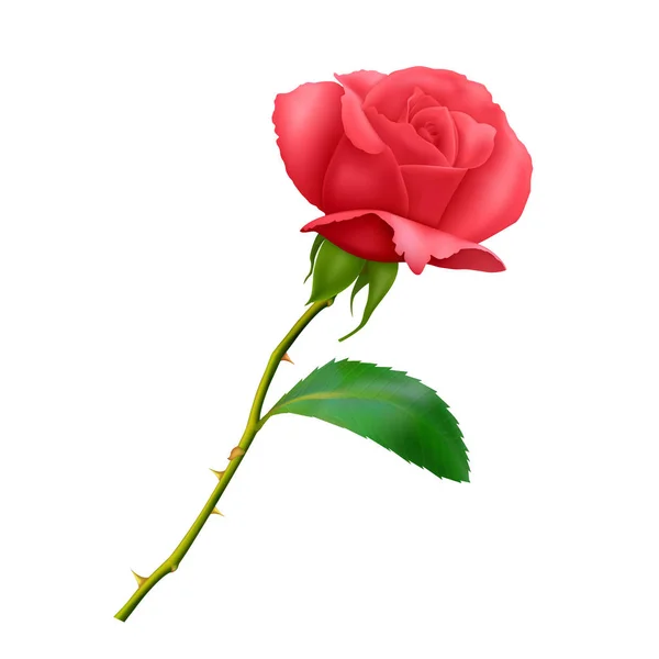 Mooie rode roos op lange steel met blad en doornen geïsoleerd op witte achtergrond, foto realistische vector illustratie. — Stockvector