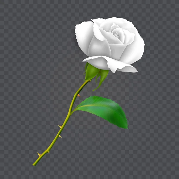 Beautiful white rose on long stem with leaf and thorns isolated on dark background, decoration for your design, photo realistic vector illustration. — Stock Vector