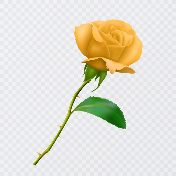 Beautiful yellow rose on long stem with leaf and thorns isolated on white background, decoration for your design, photo realistic vector illustration. — Stock Vector