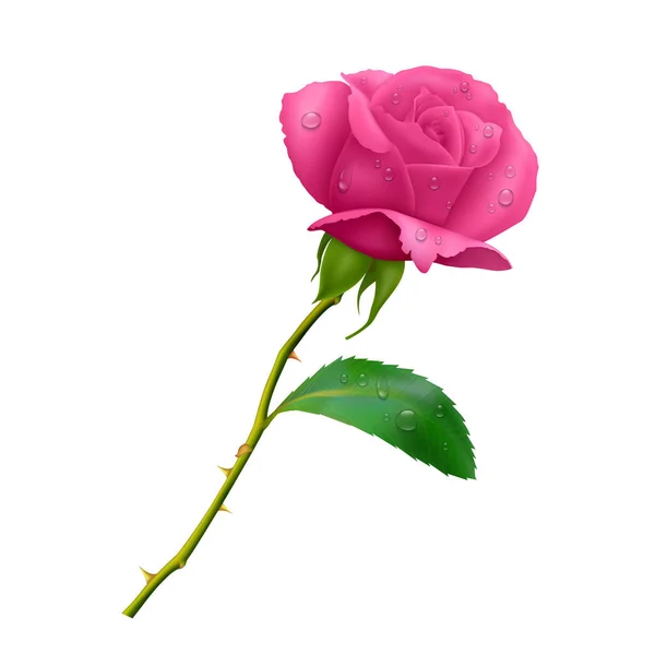 Beautiful pink rose on long stem with leaf and thorns isolated on white background, photo realistic vector illustration. — Stock Vector