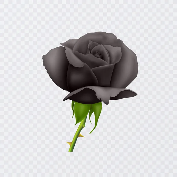 Beautiful Black rose on the short stem and with thorns isolated on white background, photo realistic vector Eps 10 illustration. — Stock Vector