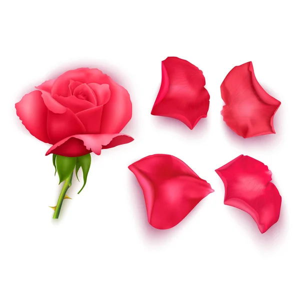 Conjunto de pétalos de rosa rosa, primer plano sobre un fondo blanco se puede utilizar para el diseño de saludos románticos. Vector Eps10 ilustración — Archivo Imágenes Vectoriales