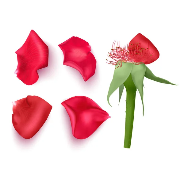 Conjunto de pétalos de rosa en estilo realista sobre fondo blanco, ilustración vectorial, pétalos de color rojo, aplicables para el diseño de tarjetas de felicitación el 8 de marzo y el Día de San Valentín . — Vector de stock