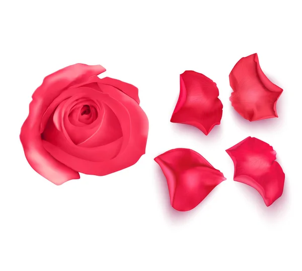 Conjunto de pétalos de rosa rosa, primer plano sobre un fondo blanco se puede utilizar para el diseño de saludos románticos. Vector Eps10 ilustración — Vector de stock