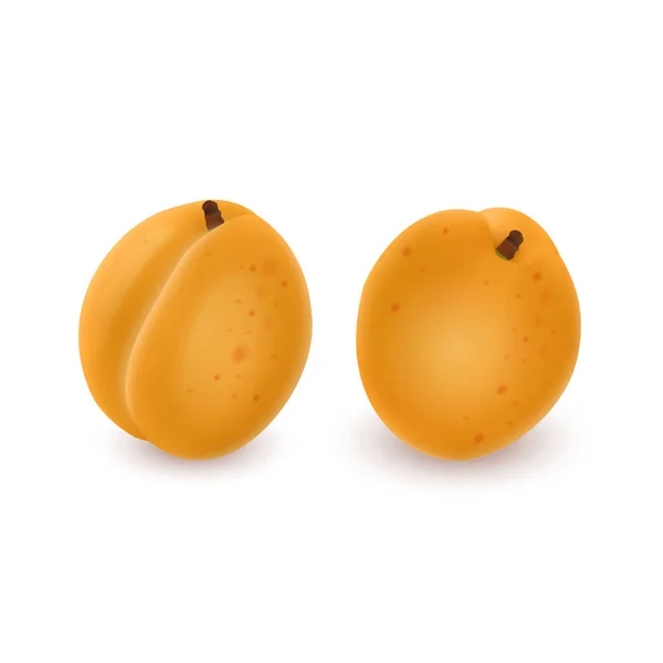 Le fruit réaliste abricot mis isolé sur fond blanc. Illustration vectorielle — Image vectorielle