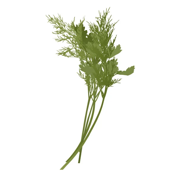 El perejil crudo verde y el racimo de eneldo fresco Ingrediente de la especia para la comida sana o la ensalada. Formato Vector EPS 10 — Vector de stock