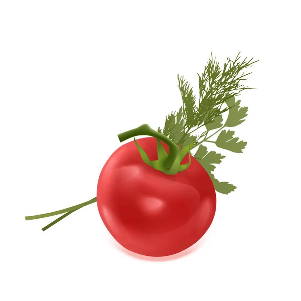 Red rajčatový zelený surový petržel a banda čerstvých Dill koření pro zdravé jídlo nebo salát. — Stockový vektor