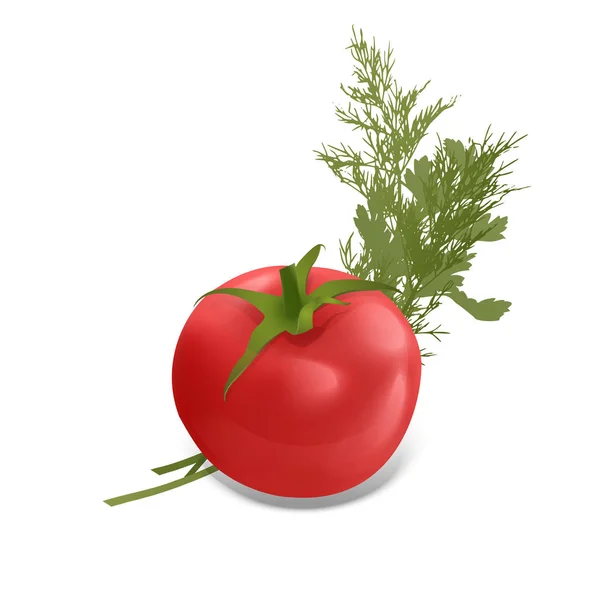 Il pomodoro rosso prezzemolo crudo verde e mazzo di aneto fresco Ingrediente spezia per alimenti sani o insalata . — Vettoriale Stock
