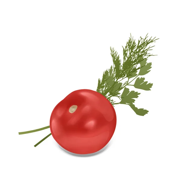 Tomat merah Green Raw Parsley and Bunch of fresh dill Spice Ingredient for Healthy Food or Salad . - Stok Vektor