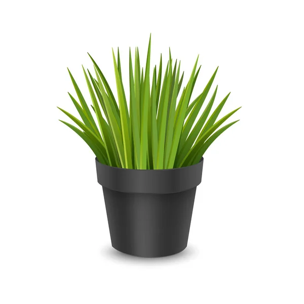 Vecteur réaliste plante d'intérieur dans un pot. Plante d'intérieur ornementale. Format vectoriel EPS 10 — Image vectorielle