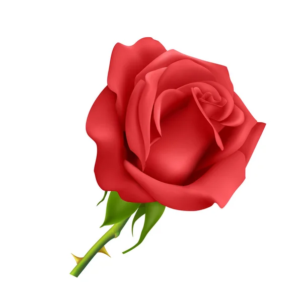 Hermosa rosa roja Aislada sobre fondo blanco. Foto-realista gradiente malla vector eps 10 ilustración. — Archivo Imágenes Vectoriales