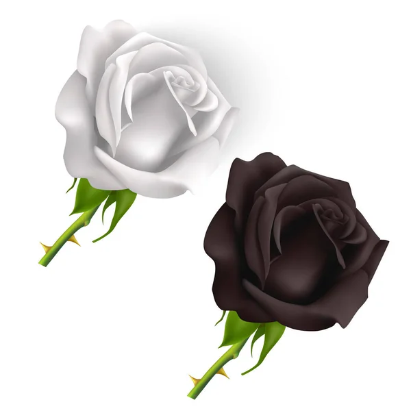 Set di rose bianche e nere isolate su sfondo bianco, rose in stile fotorealistico, illustrazione Vector eps 10 — Vettoriale Stock