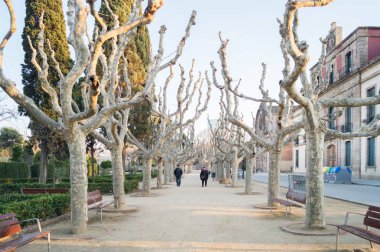 Barcelona, İspanya - 8 Şubat 2015: Benzersiz görünümlü Kuru ağaçlar Ciutadella Park veya Parc de la Ciutadella Barcelona, İspanya 2 nerede kamera doğru yürüyen kişi .