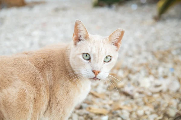 在葡萄牙阿尔加维的阿尔布费拉海滩 生姜流浪猫特写镜头 直视猫公园的镜头 — 图库照片
