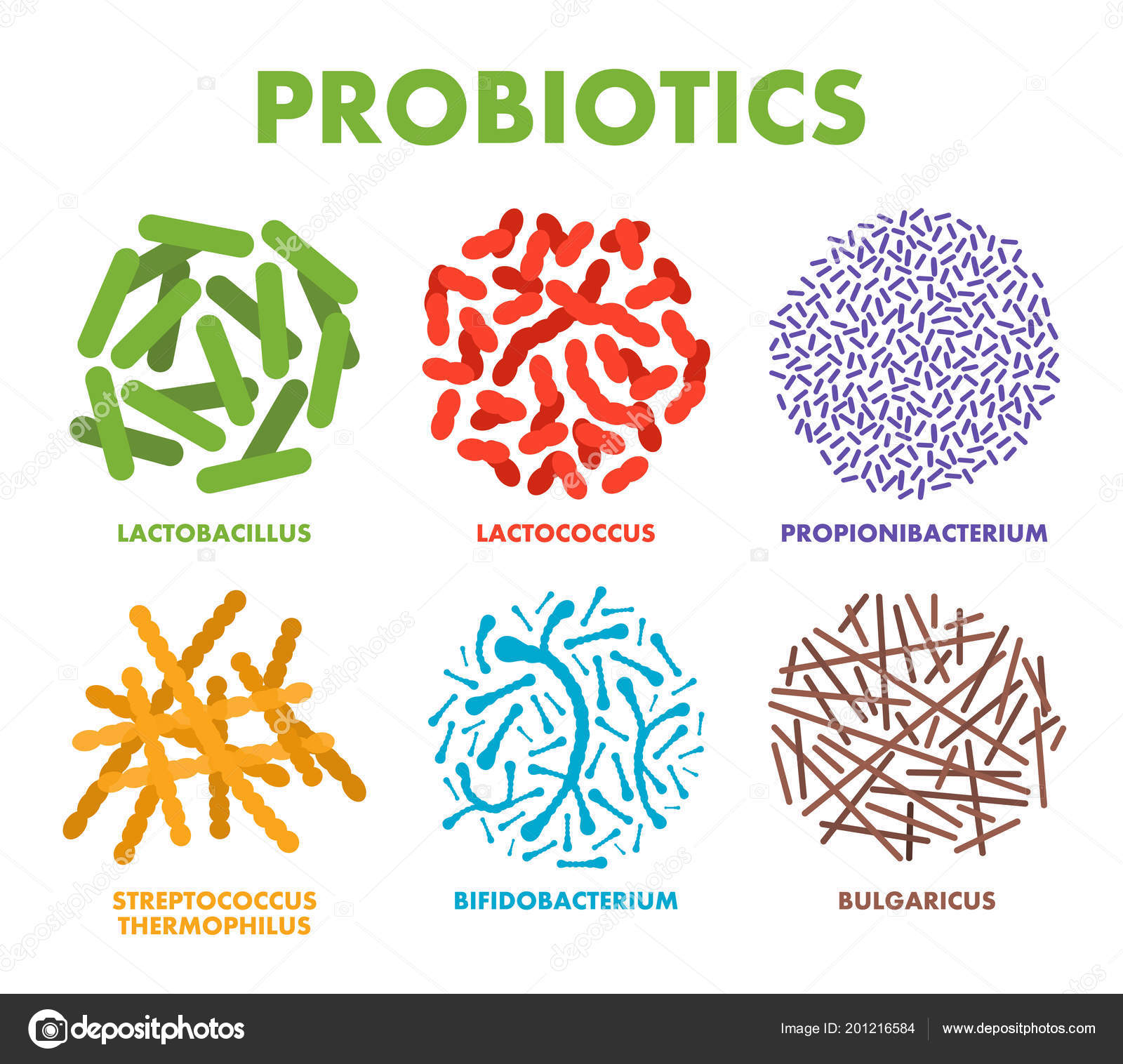 Probióticos Buenas Bacterias Para Salud Humana Probióticos Microscópicos Buena