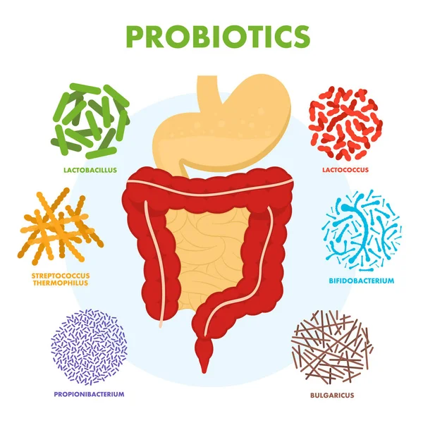 Sistema Digestivo Humano Con Probióticos Microflora Intestinal Humana Probióticos Microscópicos — Archivo Imágenes Vectoriales