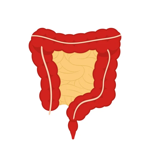 Ilustración Del Sistema Digestivo Humano Tracto Digestivo Aislado Sobre Fondo — Vector de stock