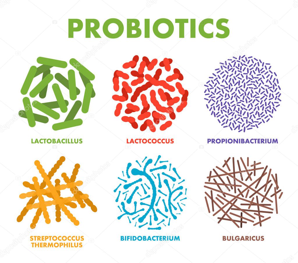 Probiotics. Good bacteria and microorganisms for human health. Microscopic probiotics, good bacterial flora. Vector