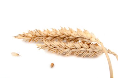 Spikelets üzerinde beyaz izole buğday