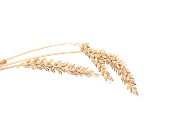 Spikelets Üzerinde Beyaz Izole Buğday — Stok fotoğraf