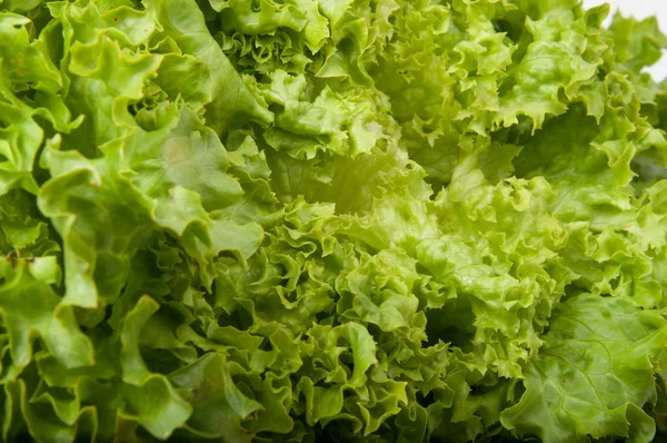 Friss Saláta Saláta Levelek Bioélelmiszerek Háttér — Stock Fotó